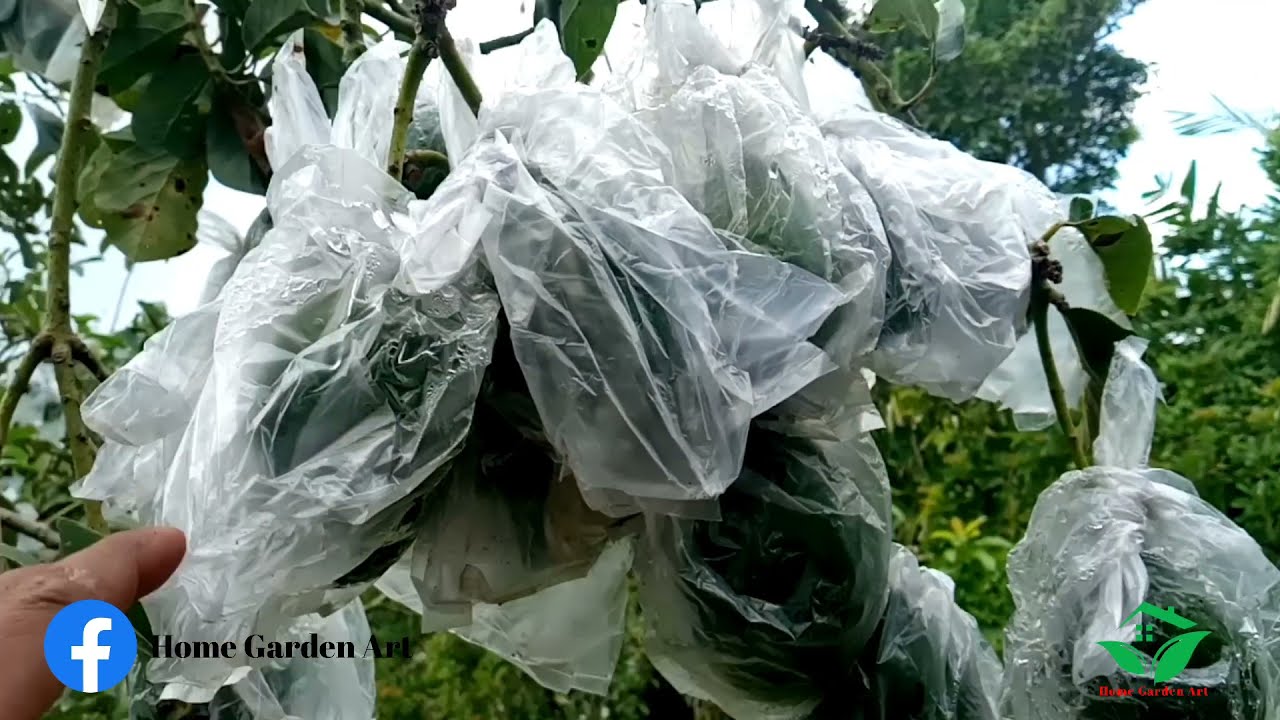 Cara efektif untuk mengantisipasi sengatan lalat buah dengan limbah paralon, pada buah Alpukat Miki