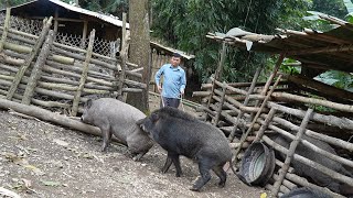 Bring the boar back to the farm. Help mother pick fruit to sell. Green forest life