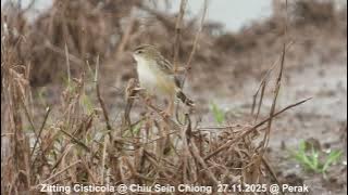 Zitting Cisticola @ Chiu S C DSCN0522