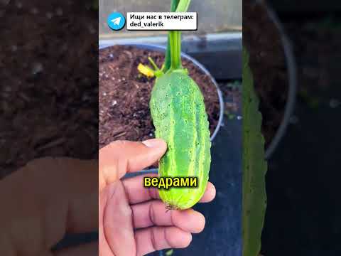 Сода для огурцов 🥒 Урожай до осени и никакой мучнистой росы! #огород #сода