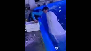 Adorable Beluga Whale Love Lovers 