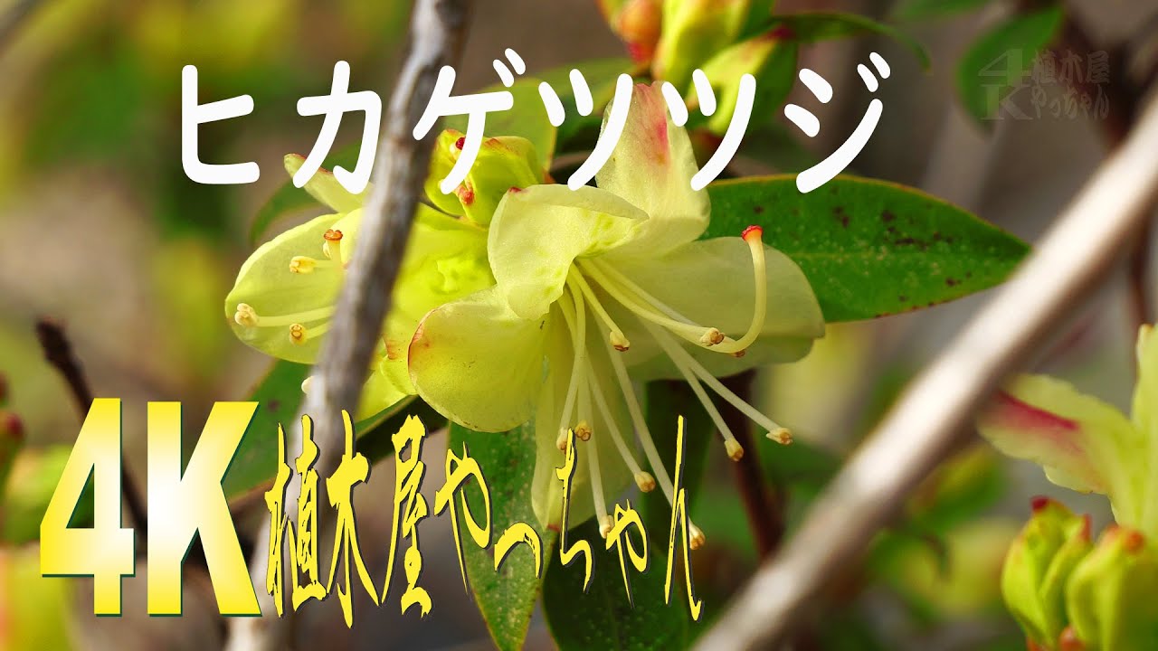 ヒカゲツツジ花 22 Youtube