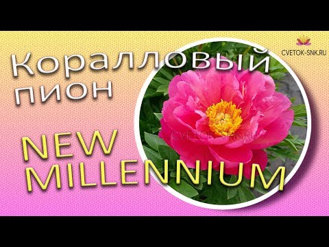 Коралловый пион NEW MILLENNIUM / Сад Ворошиловой