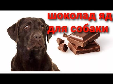 Шоколад яд для собаки. - YouTube