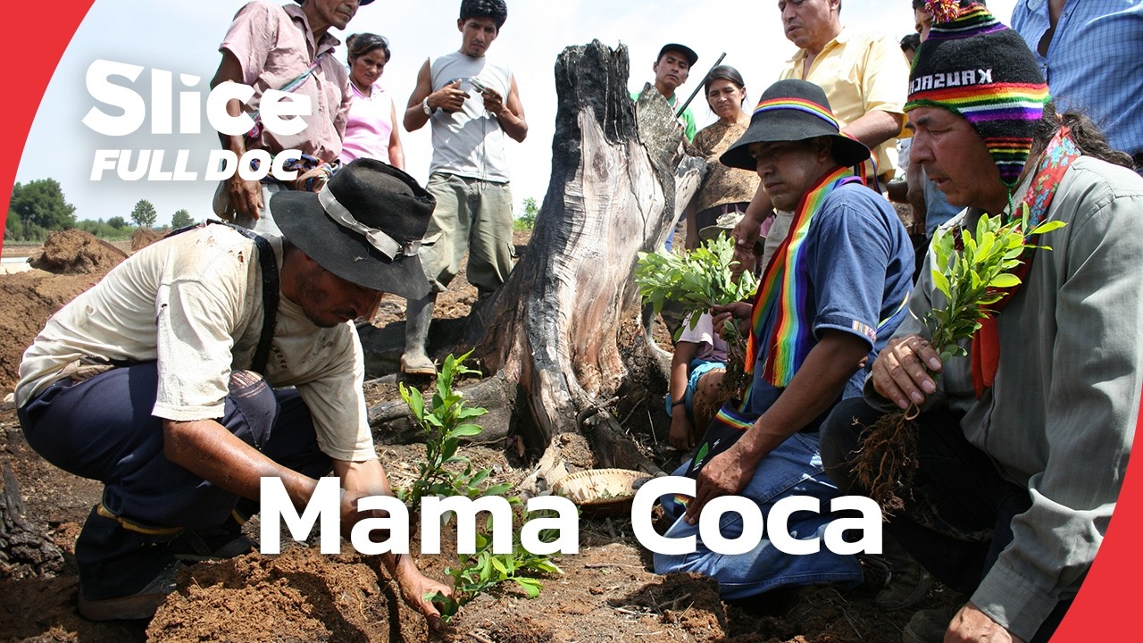 COCA LEAF AND COCAINE: THE SAME PLANT, TWO DIFFERENT WORLDS