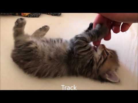 Video: Wie Man Mit Einer Sibirischen Katze Spielt
