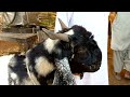 Ddp breed goats  daira din panah goat farming