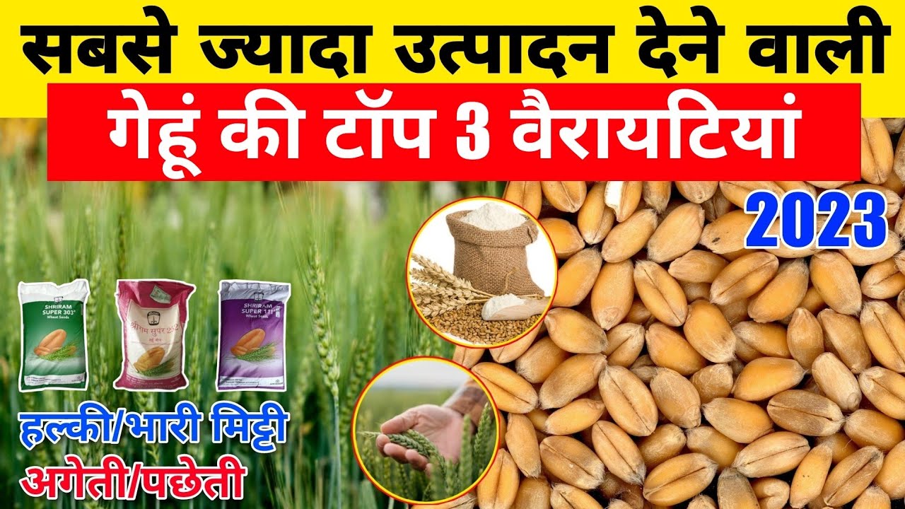 Gehu Tree गेहूं की टॉप 3 वैरायटी | हर साल रिकॉर्ड पैदावार | Gehu Ki Top 3 Variety ...