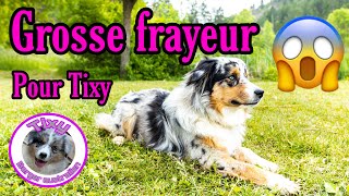 Grosse frayeur pour Tixy, notre Berger Australien : Les dangers du quotidien  à éviter absolument !