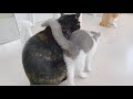 【さばちゃん22】さばちゃんの心配な1日 肥大型心筋症の子猫 (不快な場面あります)