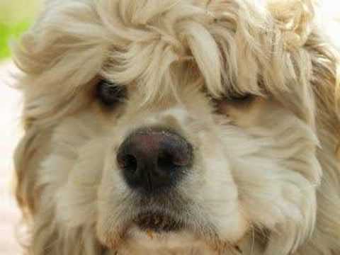 Cocker Spaniel - Joe Cocker's 1st haircut. - YouTube