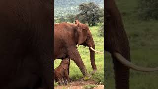 Rare moments: Another elephant gives birth to twins in Kenya&#39;s Samburu National Reserve. #keny