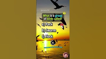 Quiz for Americans - Comment how many did you get? #quiz #quiztime #shorts #wouldyourather #usaquiz