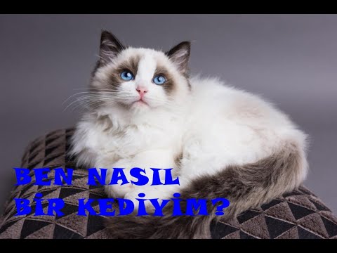 RAGDOL SAHİPLENECEĞİM NEYE DİKKAT ETMELİYİM?