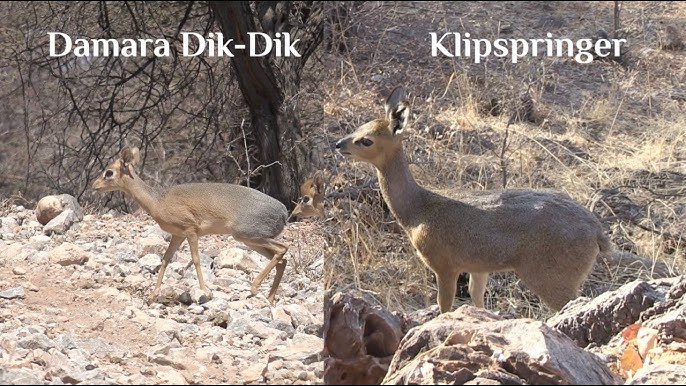 Porno film lanat Ero Anastasiya Samburskaya