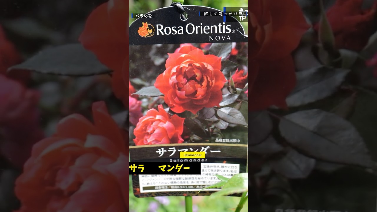 Salamander: June 14, 2026 - Deep in the Rose Obsession