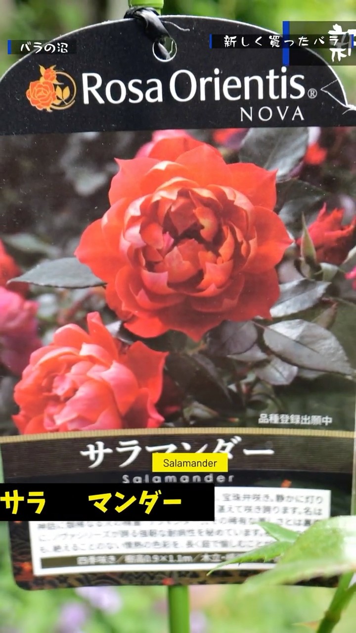 Salamander: June 14, 2026 - Deep in the Rose Obsession