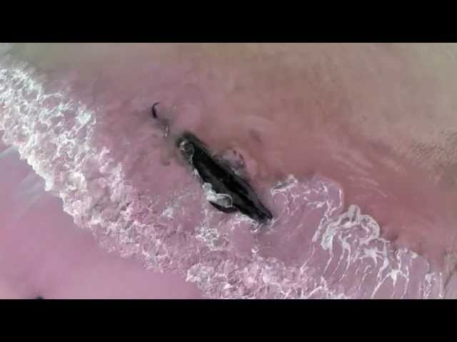 Beached Whale in Hanalei Bay