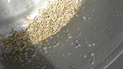 Killing Maggots in a garbage can