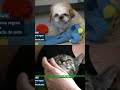 Custos com animais de estimação: divisão em caso de divórcio