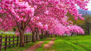 картинка: Музыка лечит сердце и сосуды🌸 Успокаивающая музыка восстанавливает нервную систему,расслабляющая