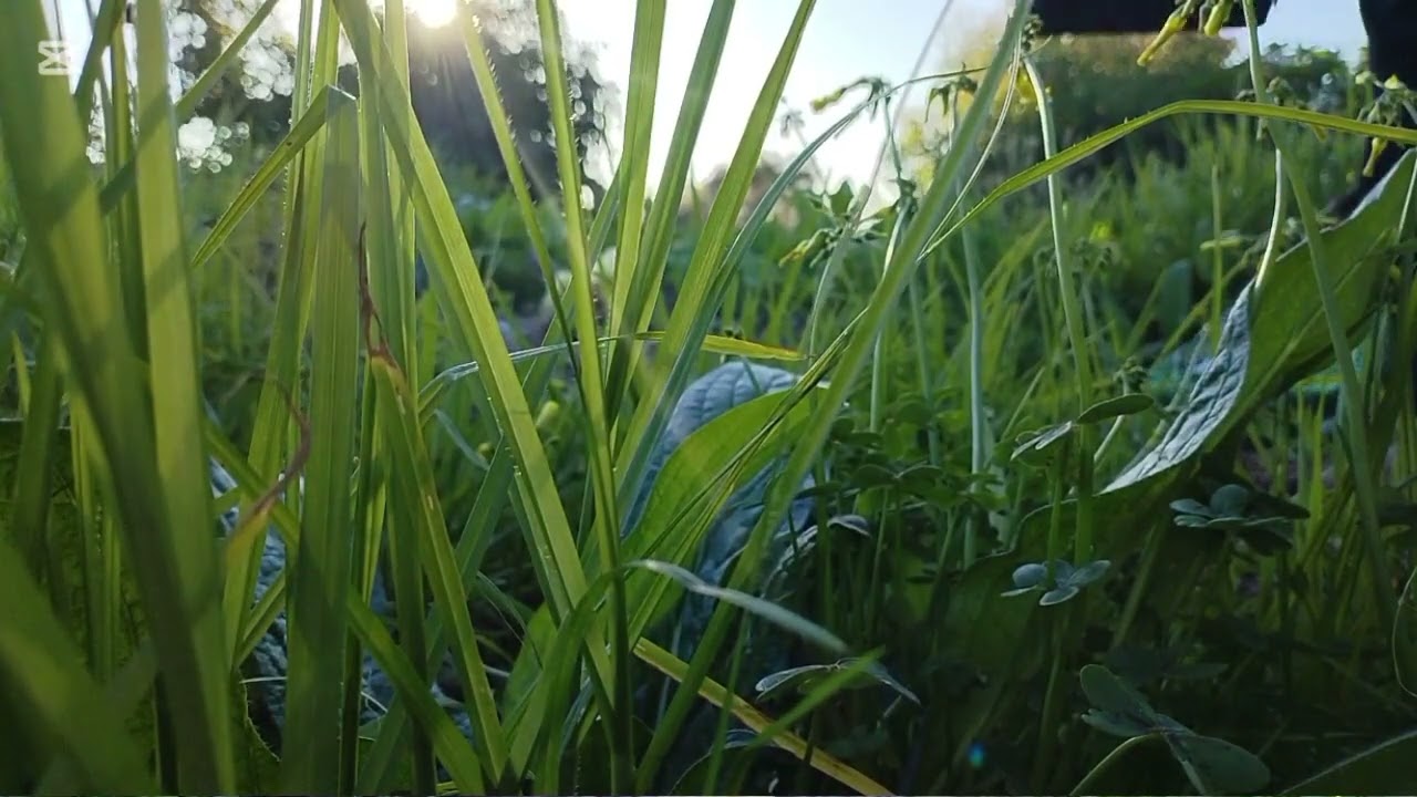 Dinileminyanya - Usiba Oluyinkonde 🔥🔥❤️🤞🏿