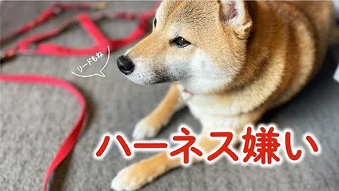 嫌がる