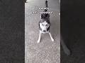 Husky Zoomies! #dogzoomies #funnydogvideos #funnypetsvideos