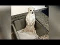 FUNNY DOGS are here, BE READY TO DIE FROM LAUGHING! - So SUPER FUNNY DOG videos
