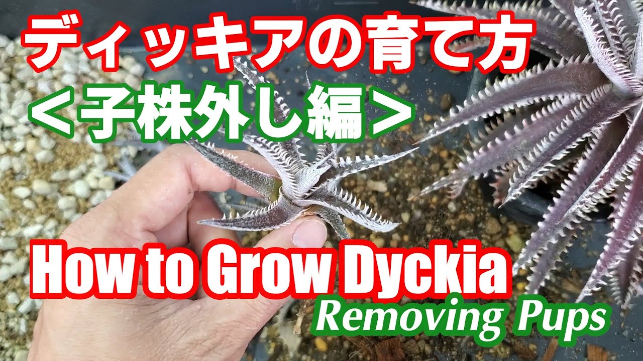 ディッキアの育て方 用土編 How To Grow Dyckia Choosing The Right Soil Dyckia Maniax ディッキア マニアックス By Nin Nin Youtube