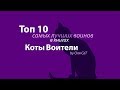 Топ 7 самых лучших воинов в книгах: Коты-Воители / by Оля CaT