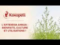 L’Artemisia annua, bienfaits, culture et utilisations !