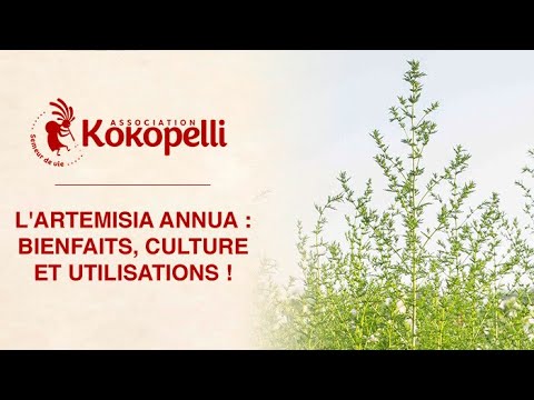 Vidéo: Comment prendre soin d'une plante d'armoise - Informations sur la culture des plantes d'armoise