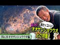 【巨大！】野人が出会った”オオサンショウウオ”　天然食材ハンター谷田圭太の野人塾　File19《オオサンショウウオ編》