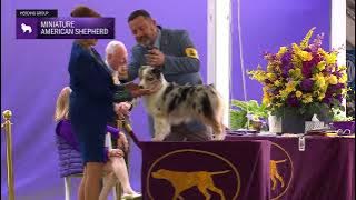 Miniature American Shepherds | Breed Judging 2024