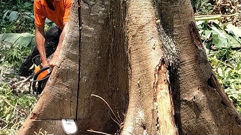 Random tree felling in the different location.