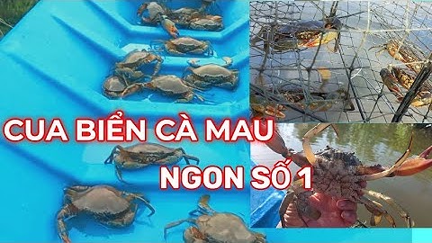 Đặt Bẫy Cua Biển, Một Ngày Bội Thu /@SongNuocCaMau /Ca Mau Sea Crab.