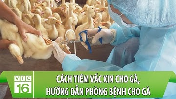 Cách tiêm vắc xin cho gà, hướng dẫn phòng bệnh cho gà | Làm nông đúng cách | VTC16