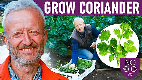 Grow coriander and dill for frequent harvests over...
