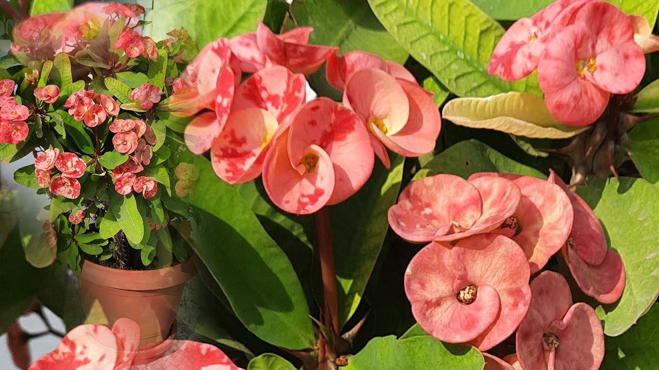 Euphorbia Milii Plant How to get more flowers on euphorbia. YouTube