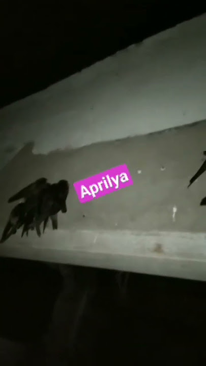 suara inap paling diminati