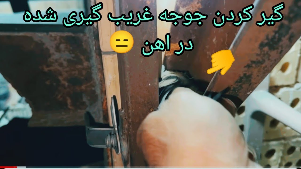 گیرکردن جوجه سبز غریب گیری شده!آیسان اسلامی❌بیل زن قهار✅