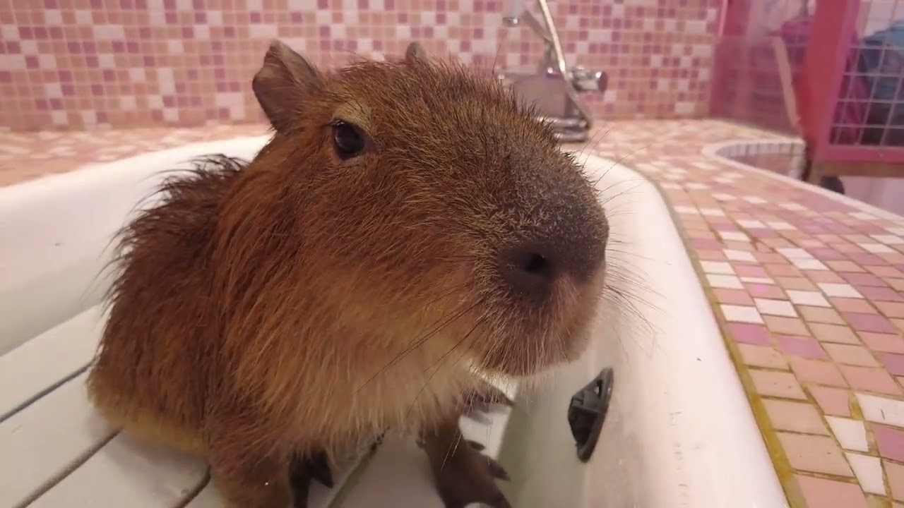カピ活】カピバラもぐちゃんに会いに行く(HARAJUKU KAWAii ZOO/原宿