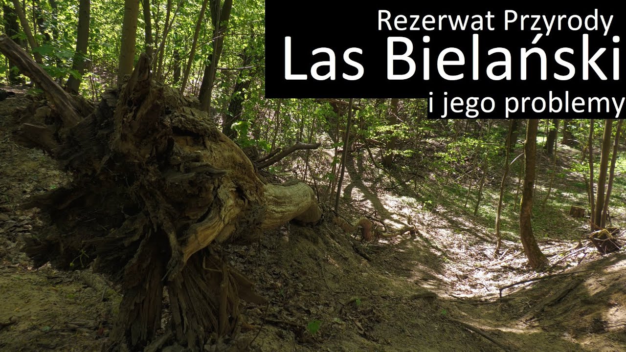 Co jest zagrożeniem dla Rezerwatu Przyrody Las Bielański?