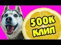 ПОЛ-ЛИМОНА У МЕНЯ! (Премьера клипа на 500.000 подписчиков) Хаски Бандит