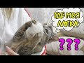 ЖИЗНЬ КОТЕНКА БЕЗ ЛАПКИ СПУСТЯ ГОД | СЛАДУН ОБИЖАЕТ КЕВИНА?