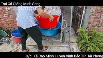 Rô bảo lộc/ rô đường nghiệp/ rô trung quốc/ rô phi dòng nhanh lớn nhất hiện nay