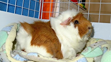 How To: Pick Up A Guinea Pig & Clip Their Nails *Live Demo*