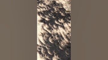Annular Solar Eclipse shows up in Pecan leaf shadows