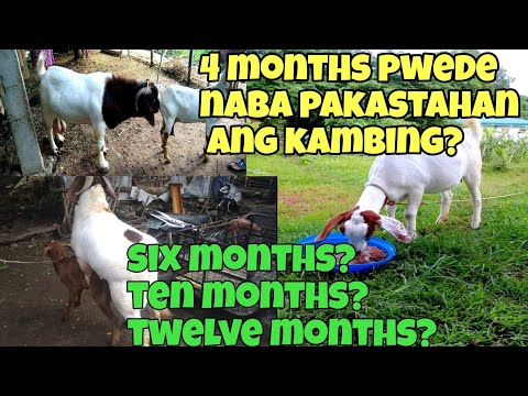 Video: Bakit, Kailan At Paano Ng Nekropsy Para Sa Iyong Mga Alagang Hayop